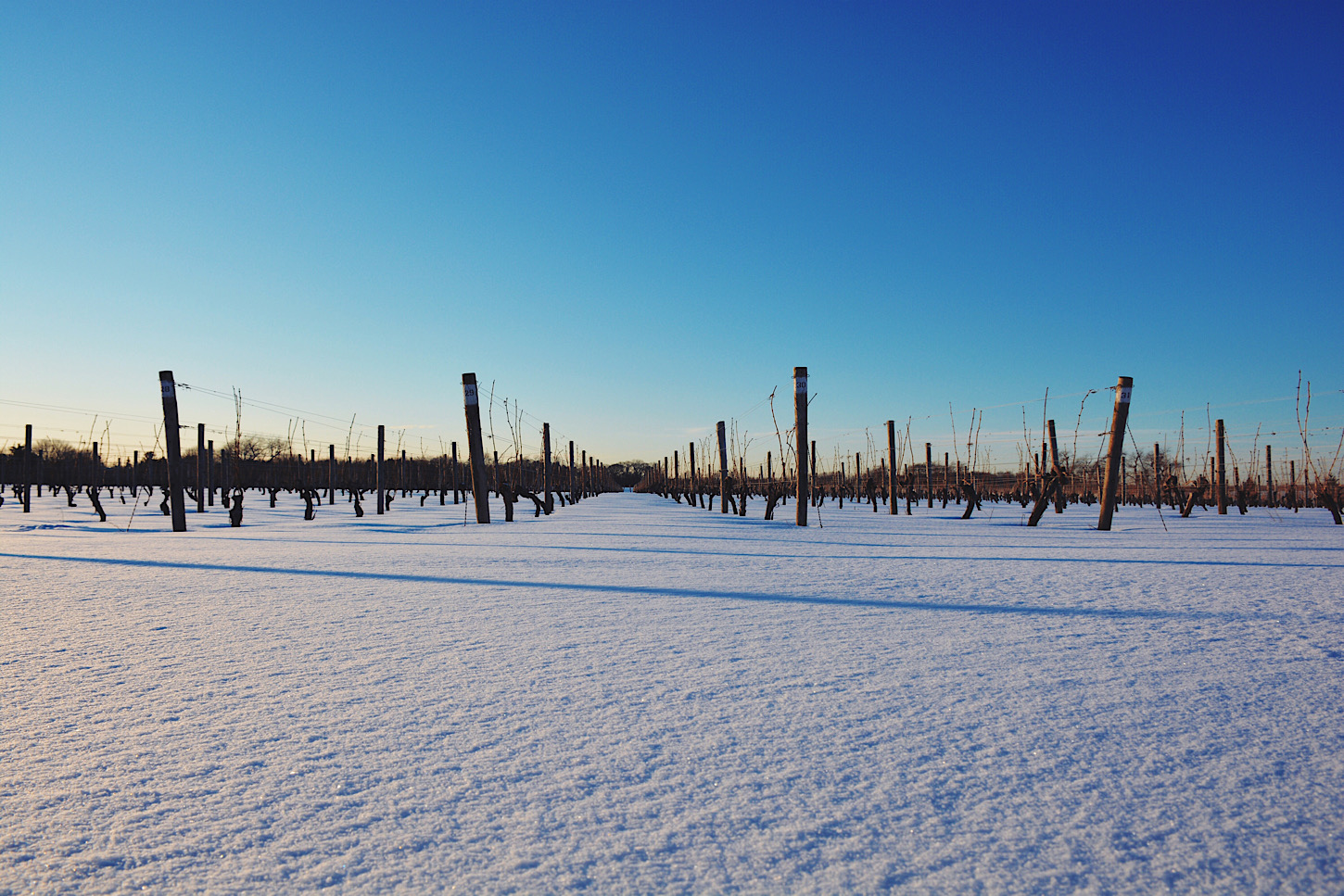 Bedell Cellars: Weinreben im Schnee