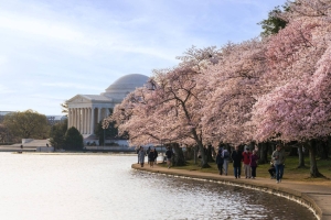 Kirschblüten am Tidal Basin